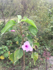 Ipomoea carnea fistulosa