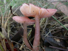 Entoloma austroroseum
