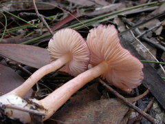 Entoloma austroroseum