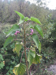 Ipomoea carnea fistulosa