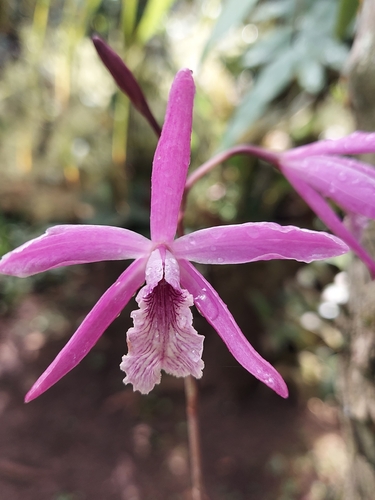 X Myrmecolaelia
