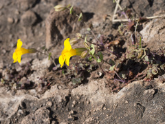Erythranthe glaucescens
