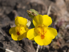 Erythranthe glaucescens