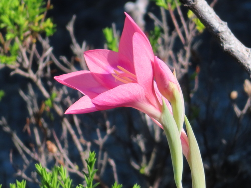 Hermanus Summerlily (Gladiolus carmineus)