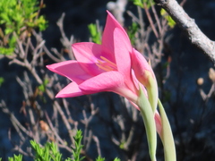 Gladiolus carmineus, photograph (c) Nicola van Berkel, some rights reserved (CC BY-SA)