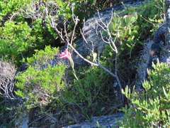 Gladiolus carmineus, photograph (c) Nicola van Berkel, some rights reserved (CC BY-SA)