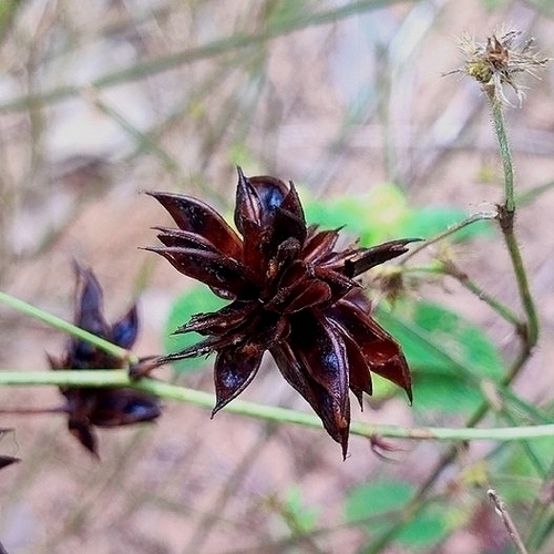 Mimosa debilis, 2026-03-11