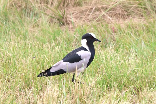 iNaturalist: (c) jandutoit, some rights reserved (CC BY-NC) iNaturalist image