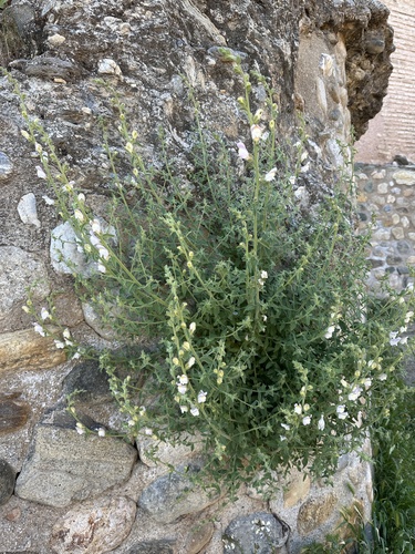 Antirrhinum hispanicum, photograph 6