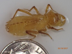 Neurocordulia alabamensis