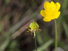 Ranunculus canus canus