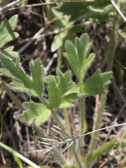 Ranunculus canus canus