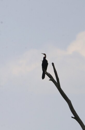 iNaturalist: (c) jandutoit, some rights reserved (CC BY-NC) iNaturalist image