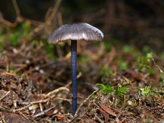 Entoloma melanophthalmum