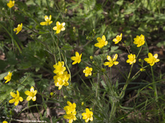 Ranunculus canus canus