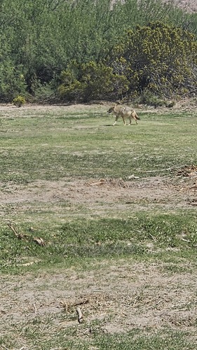 iNaturalist observation 2026-03-15