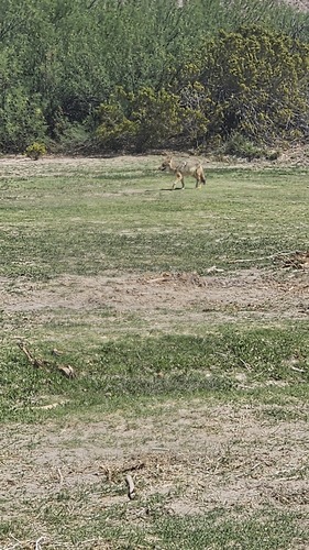 iNaturalist observation 2026-03-15
