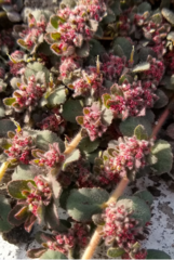 Euphorbia velleriflora