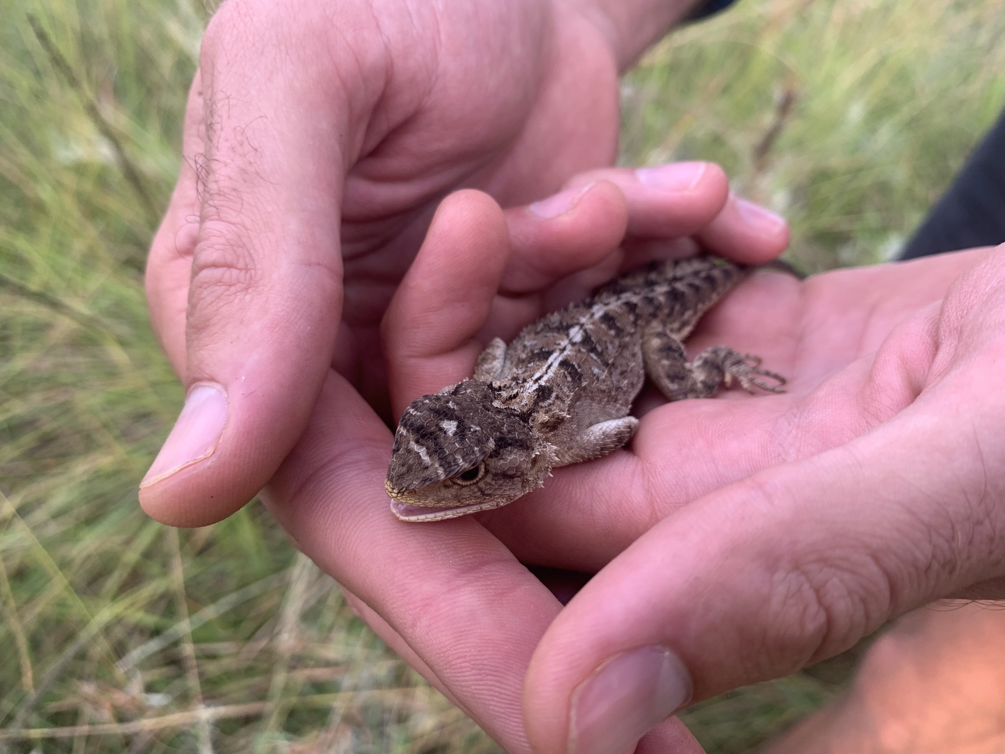 Agama aculeata distanti (Boulenger, 1902)