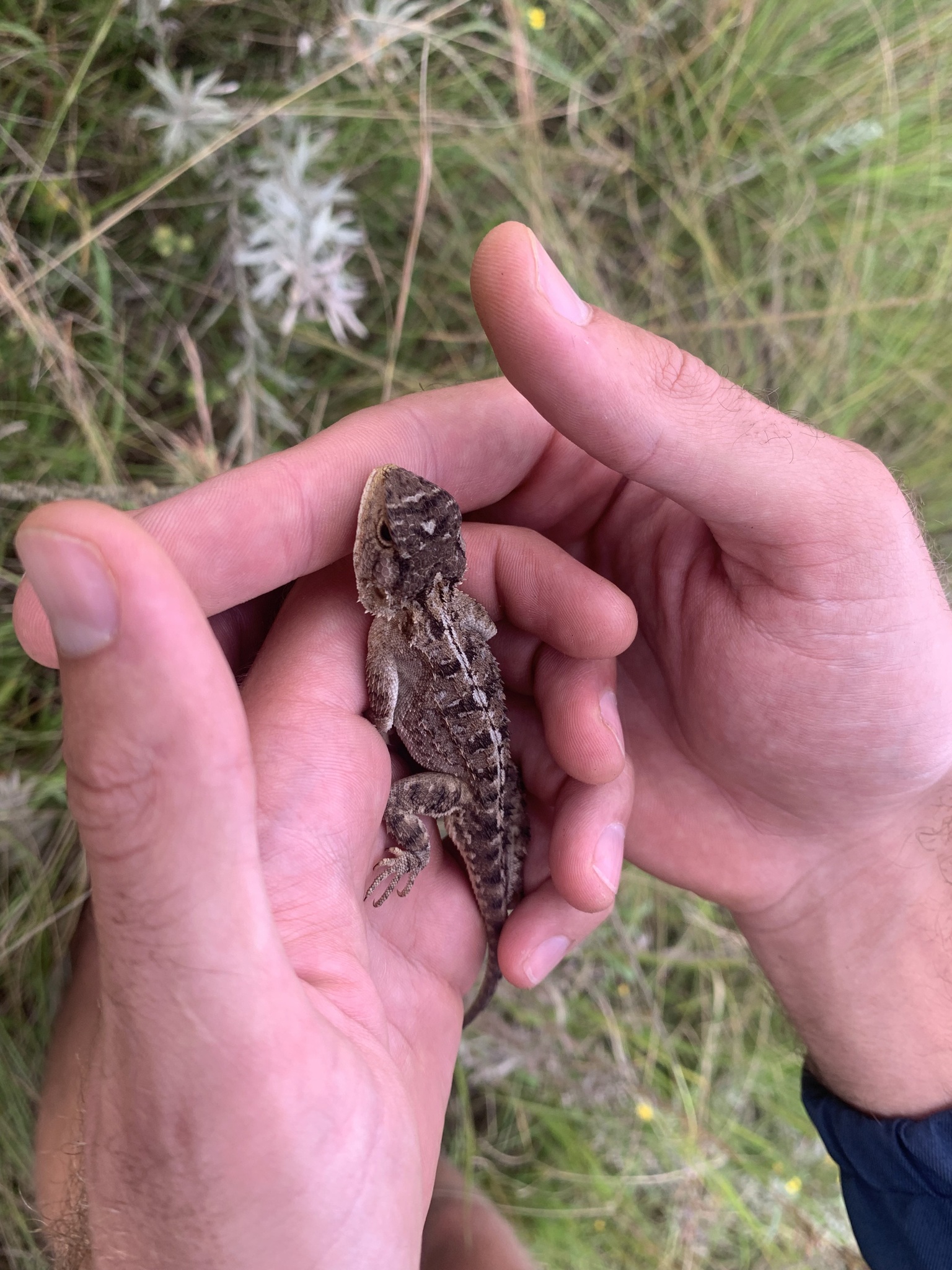 Agama aculeata distanti (Boulenger, 1902)