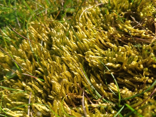 Whitish Feather-moss (Brachythecium albicans)