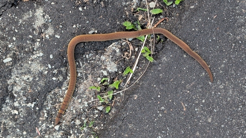Philippine Dwarf Snake