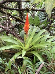 Guzmania berteroniana