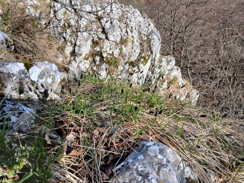 Sesleria sadleriana, 2026-04-02