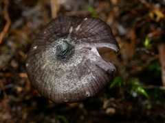 Entoloma melanophthalmum