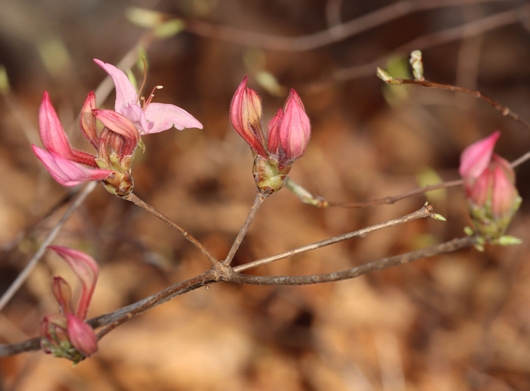 Roseshell azalea
