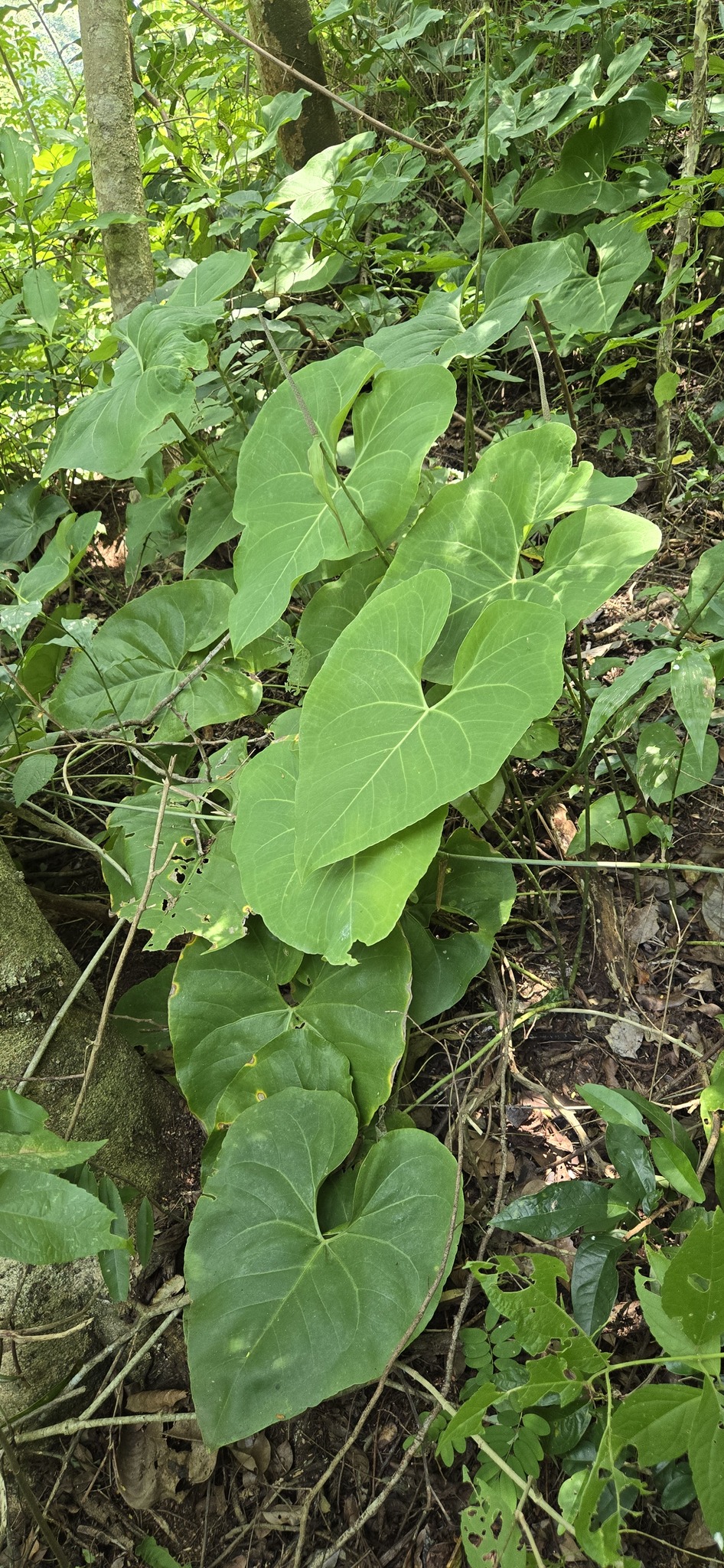 Anthurium rionegrense Matuda