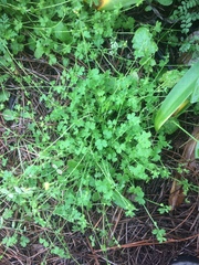 Ranunculus platensis