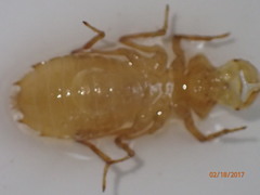 Neurocordulia alabamensis