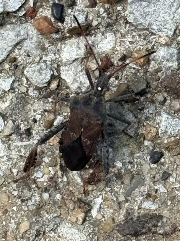 Texas Seed Insect Leaf-footed Pine Seed Bug from David Fort Rd, Argyle, TX, US on April 1 ...