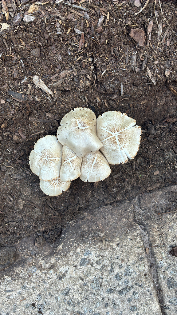 Pluteus petasatus