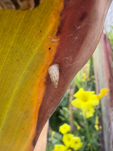 Cochlicella acuta