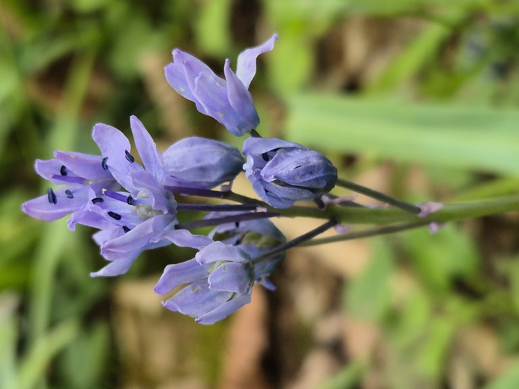 Scilla bithynica, Aston, UK