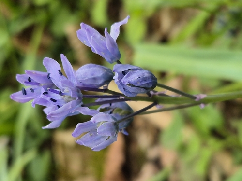 Scilla bithynica