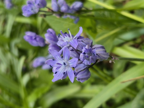 Scilla bithynica
