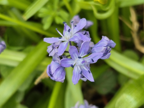 Scilla bithynica