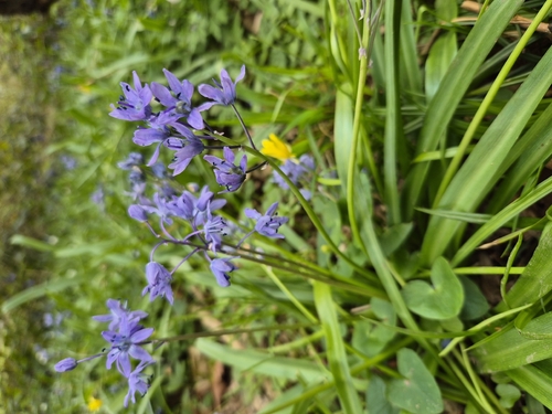 Scilla bithynica