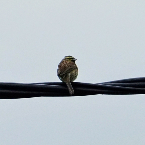 Cirl Bunting