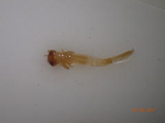 Argia tibialis