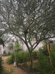 Parkinsonia praecox