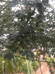 Parkinsonia praecox