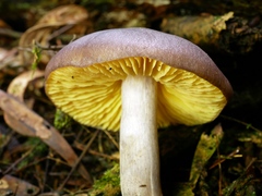 Entoloma mathinnae
