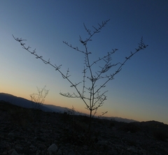 Eriogonum hoffmannii robustius