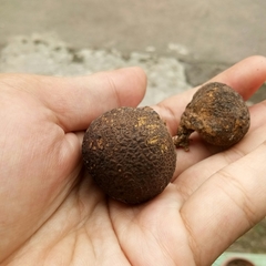 Scleroderma