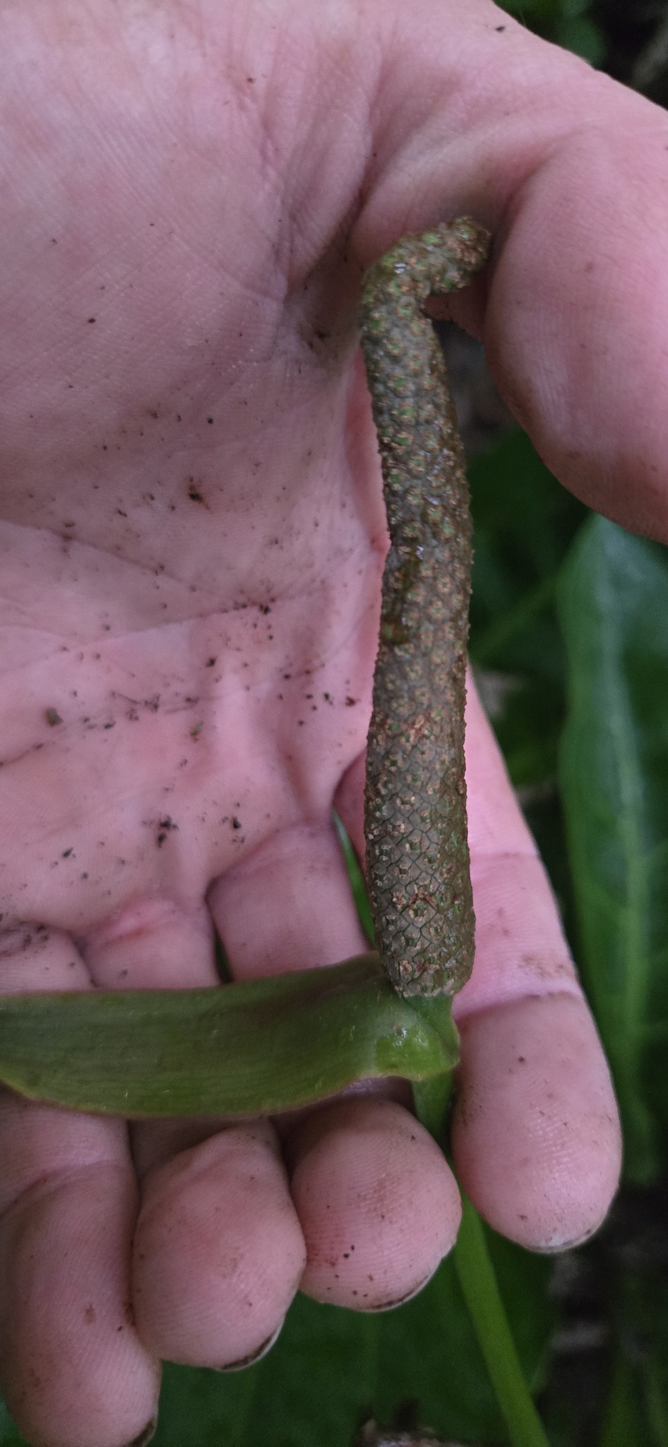 Anthurium nizandense Matuda 2