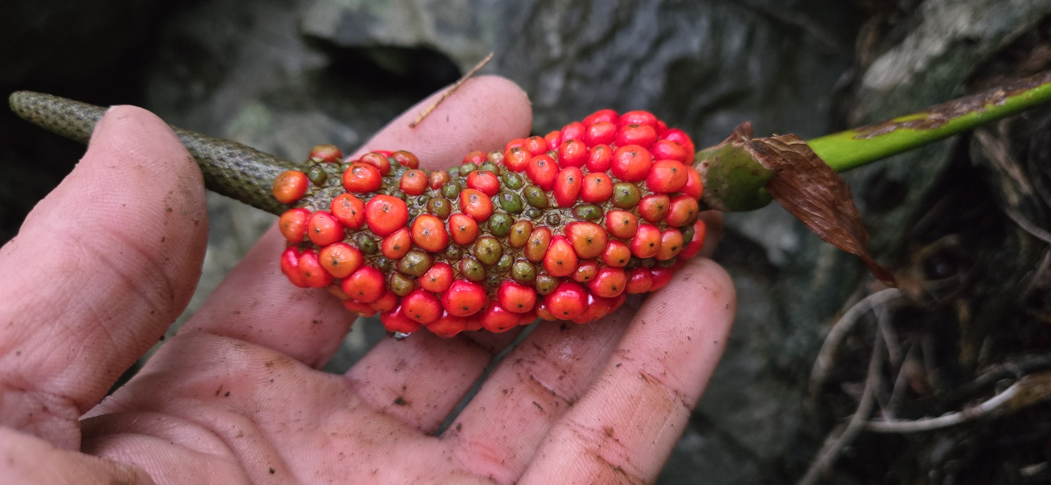 Anthurium nizandense Matuda 3